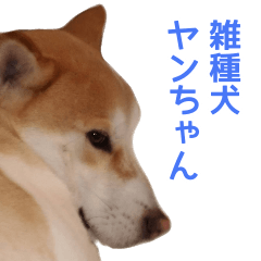 my dog, yan chan