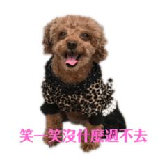 可愛的小瓶蓋