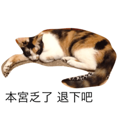 cat speaks hi