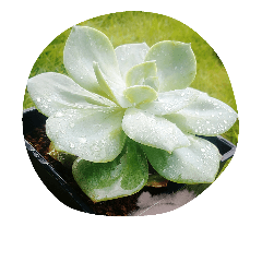 succulent plants.