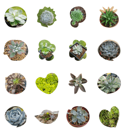 succulent plants.