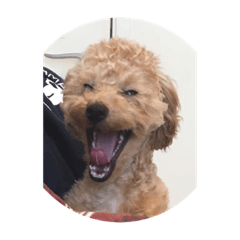 alice_20220321174439