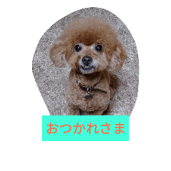 everyday with toy poodle