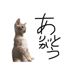 Hinoki-cat@stamp