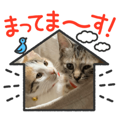 ringo_20220321230651