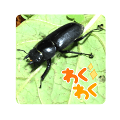 Insect Mushiko_20220321210202
