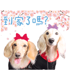 臘腸狗Doreen日常篇