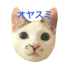 hana_20220322123036