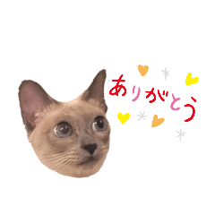 Tonkinese Luna
