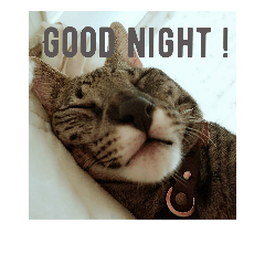 make cat