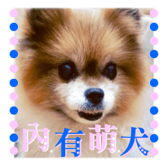 Pomeranian dog-NiuNiu