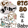 【Big】シーズー犬 80『Baby & 花』