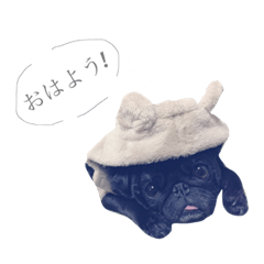 blackpug Don