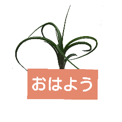 Greeting of Tillandsia1