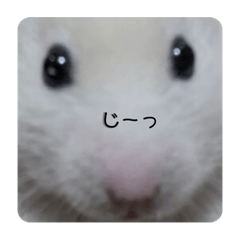 suzu_20220322162657
