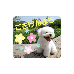我が家のマッシュくん(ボロニーズ)