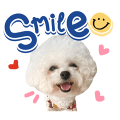 Bichon Bibi
