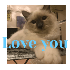 Birman  cats in English!  @My love Miluz