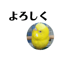 Budgerigar Stamp(Yellow)