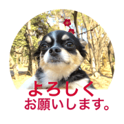 Chihuahua Kuuta Happy !