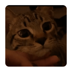 雖然你們很吵但宇宙可愛