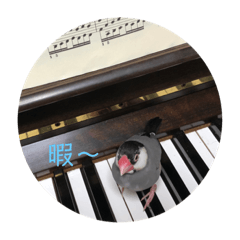 omoti&nbsp; &nbsp; miru&nbsp; &nbsp;  sutanpu