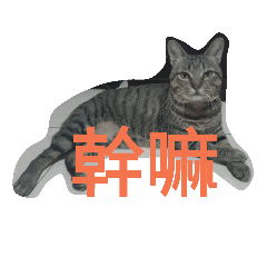 興興腸喵咪