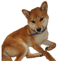 SHIBA dog yushiro