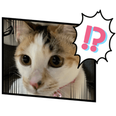 ringo_20220323165154