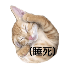 秋葵勾意小貓咪3.0