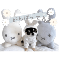 hana_20220324081126