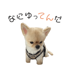 Chihuahua no tenchan stamp