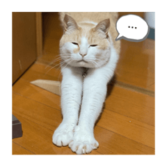 It's my cat.