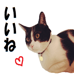 The cat sticker which communicates