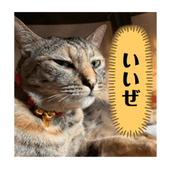 ringo_20220324115006