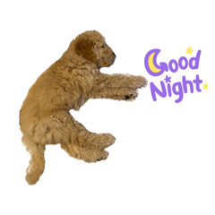 Bella_20220323193658