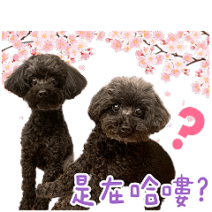 我是包媚