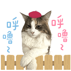 Amao Meow