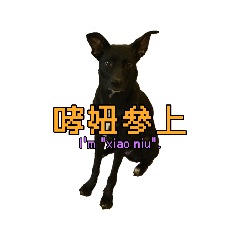 Taiwanese Dog wants to say something