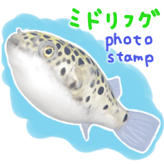 Green puffer fish photo sticker
