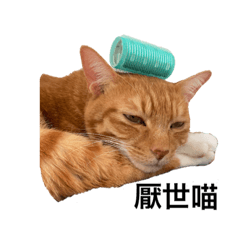 喵喵人生meow