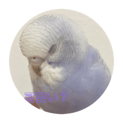 Hiyori_20220324193008