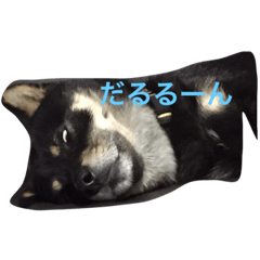 kuro dog