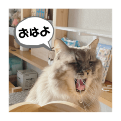 It's my cat. 3