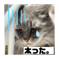 It's my cat. 4