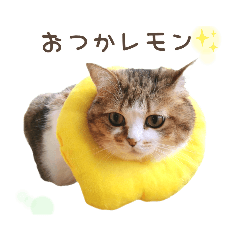 LEMON_20220324215926