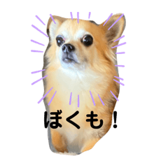 My cute chihuahua, huuta