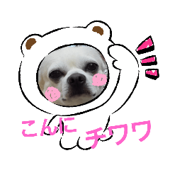 chihuahua Sada