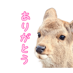 かわいい♡奈良の鹿さんスタンプ