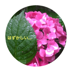 Flower's Greeting (Hydrangea)